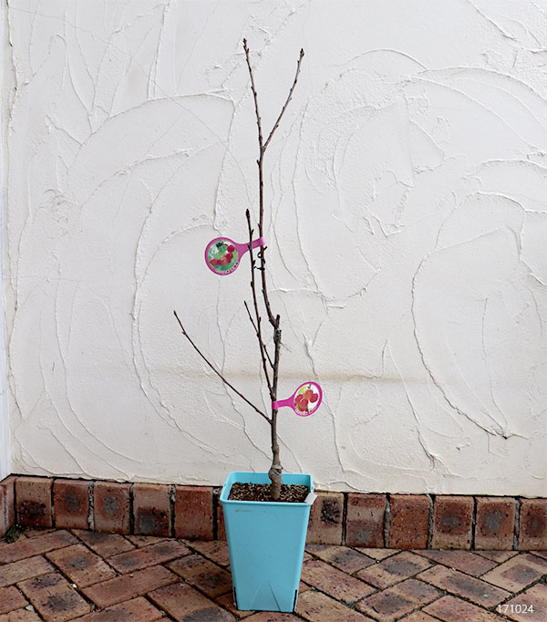 ペアフルーツ：サクランボ（高砂と紅秀峰）7号鉢植え