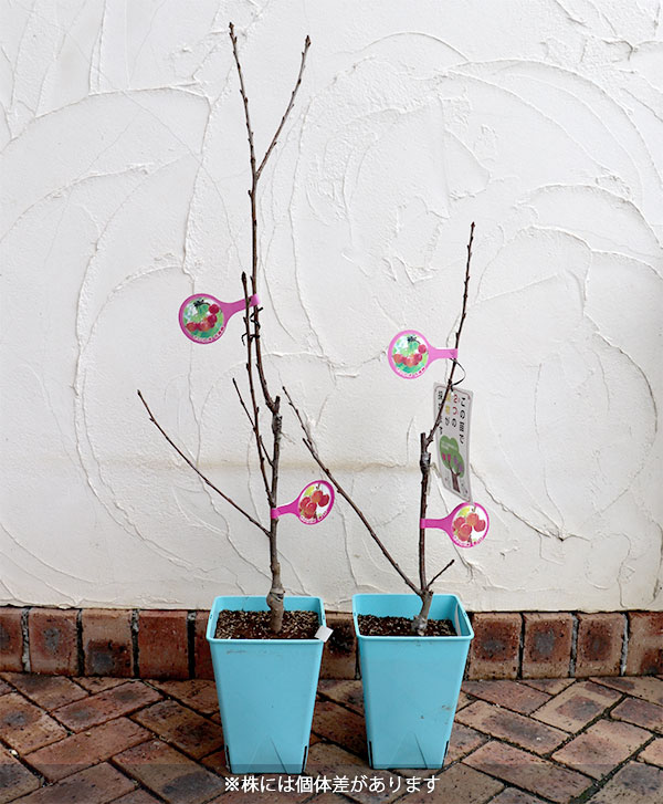 ペアフルーツ：サクランボ（高砂と紅秀峰）7号鉢植え