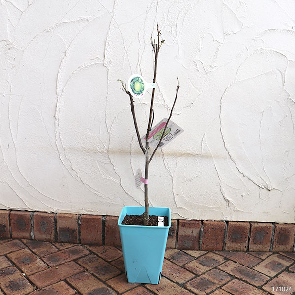 ペアフルーツ：リンゴ（王林と津軽）7号鉢植え