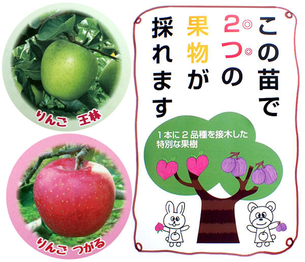 ペアフルーツ：リンゴ（王林と津軽）7号鉢植え