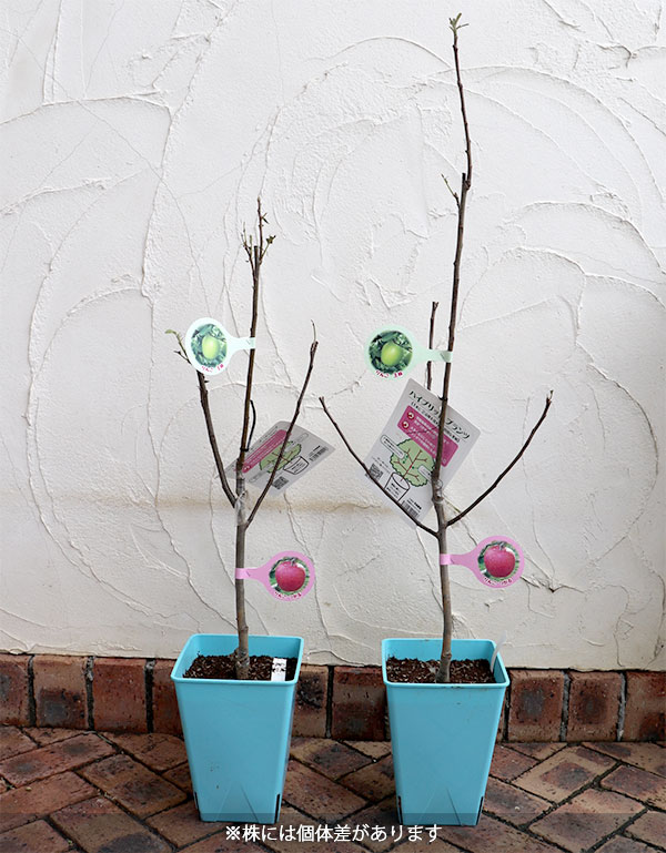 ペアフルーツ：リンゴ（王林と津軽）7号鉢植え