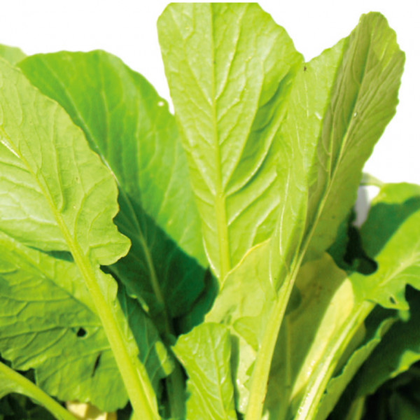 野菜の種：自然栽培種子　小松菜[野菜タネ]