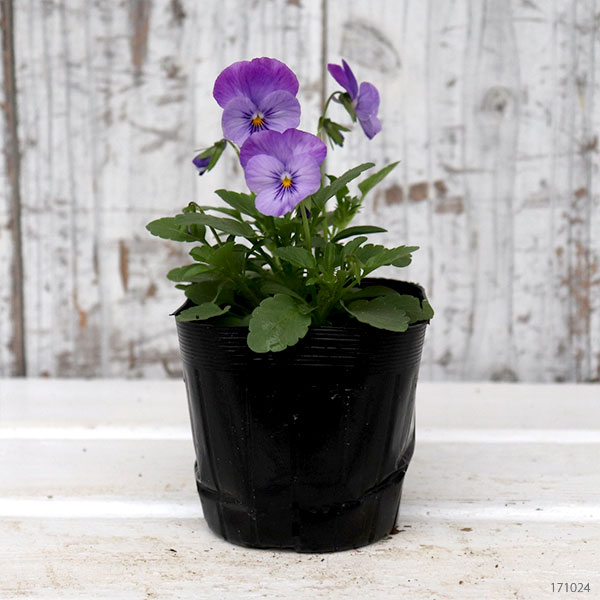 園芸ネット本店｜ビオラ：ビビ ラベンダーシェード3～3.5号ポット 4株