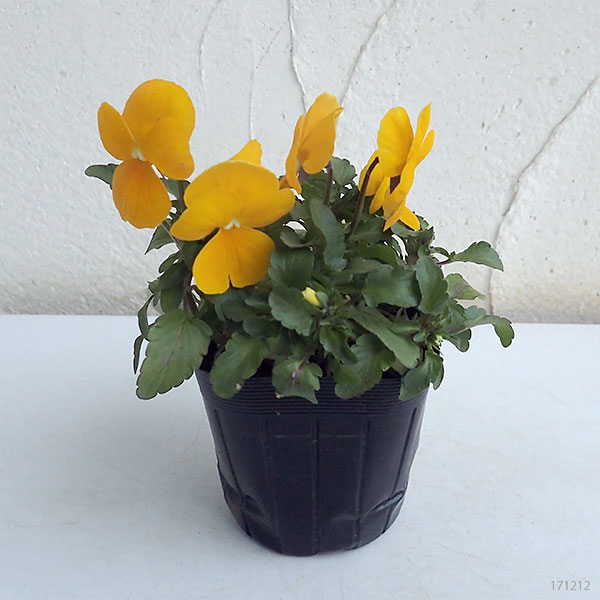 ビオラ:ペニー クリアイエロー3~3.5号ポット