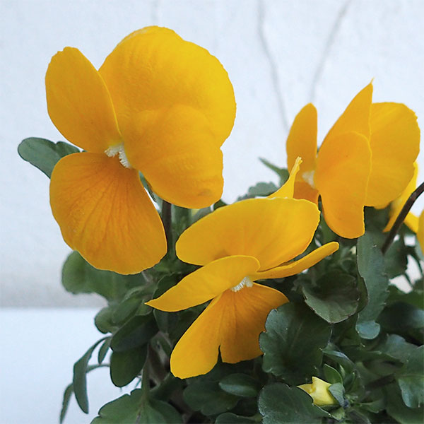 ビオラ:ペニー クリアイエロー3~3.5号ポット