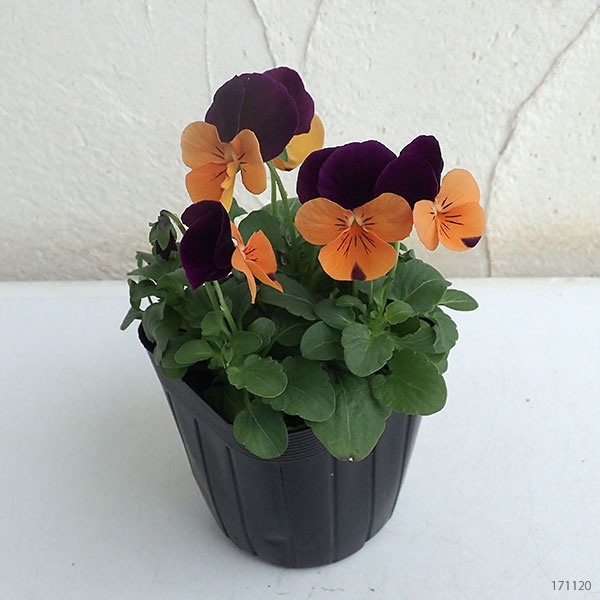 ビオラ：ペニー　オレンジジャンプアップ3～3.5号ポット