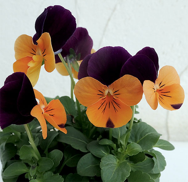 ビオラ：ペニー　オレンジジャンプアップ3～3.5号ポット