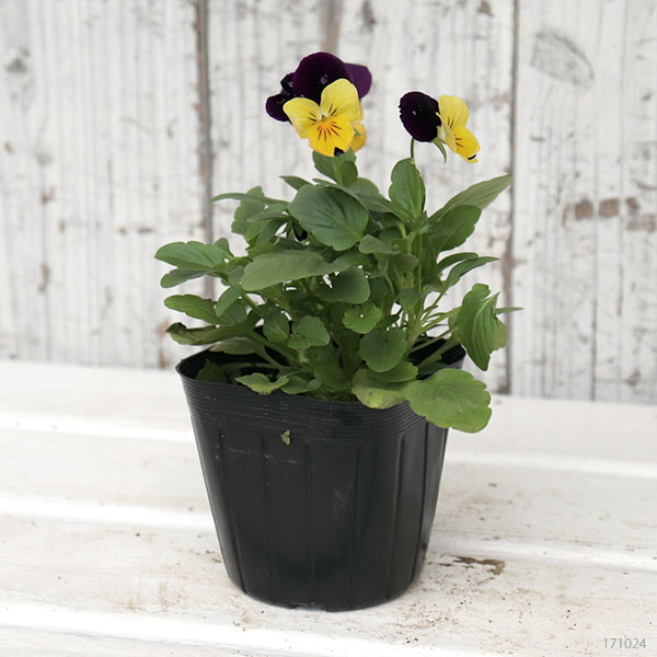 ビオラ：ペニー　イエロージャンプアップ3～3.5号ポット 4株セット