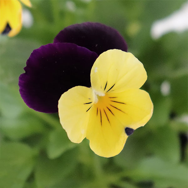 ビオラ：ペニー　イエロージャンプアップ3～3.5号ポット 4株セット