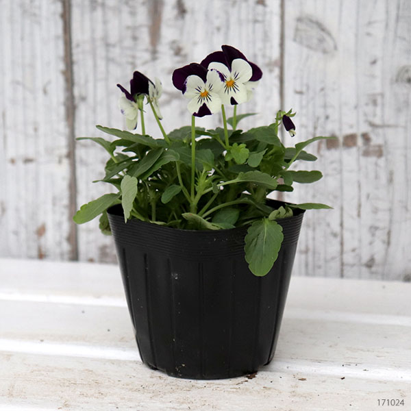 ビオラ：ペニー　ホワイトジャンプアップ3～3.5号ポット 4株セット