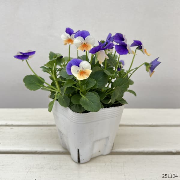 ビオラ:ペニー ピーチジャンプアップ 3-3.5号ポット