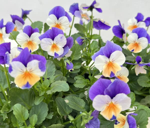 ビオラ:ペニー ピーチジャンプアップ 3-3.5号ポット