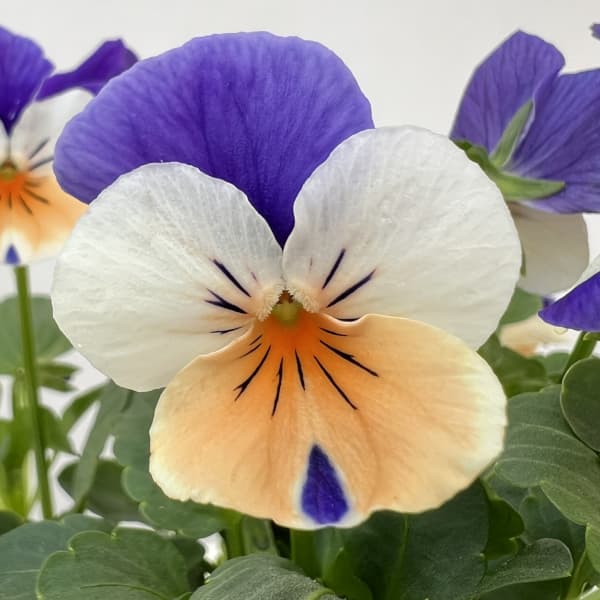 ビオラ:ペニー ピーチジャンプアップ 3-3.5号ポット