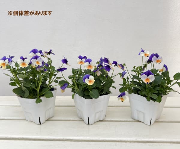 ビオラ:ペニー ピーチジャンプアップ 3-3.5号ポット