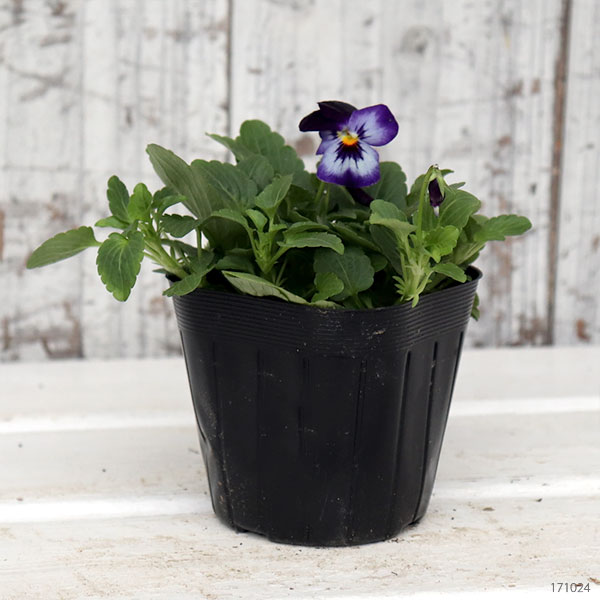 ビオラ：ペニー　デニムジャンプアップ3～3.5号ポット 4株セット