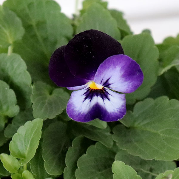 ビオラ：ペニー　デニムジャンプアップ3～3.5号ポット 4株セット