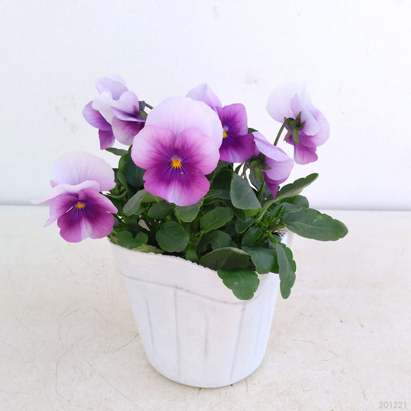 ビオラ:ソルベ オーキッドローズビーコン3~3.5号ポット 4株セット