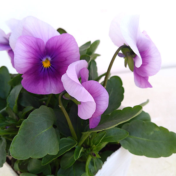 ビオラ:ソルベ オーキッドローズビーコン3~3.5号ポット 4株セット