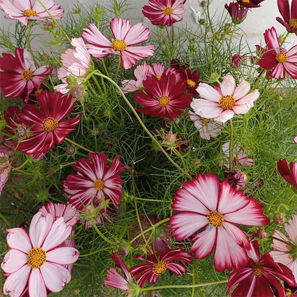 園芸ネット本店｜コスモス：バローテ3-3.5号ポット の通販【公式】