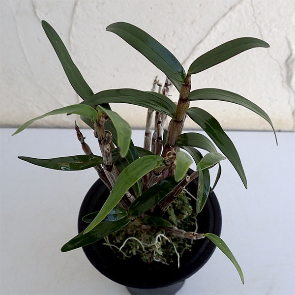 チョウセイラン(長生蘭):紫金城(しきんじょう)2.5号鉢植え