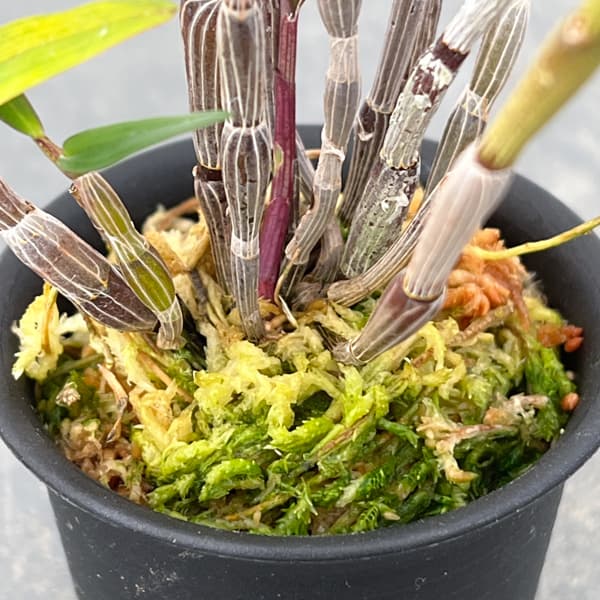 チョウセイラン(長生蘭):紫金城(しきんじょう)2.5号鉢植え