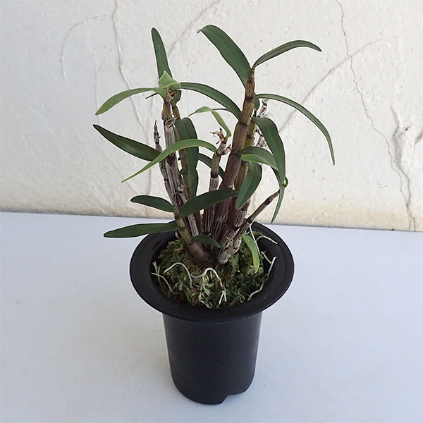 チョウセイラン(長生蘭):紫金城(しきんじょう)2.5号鉢植え