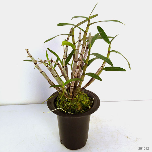 チョウセイラン(長生蘭):紫金城(しきんじょう)2.5号鉢植え