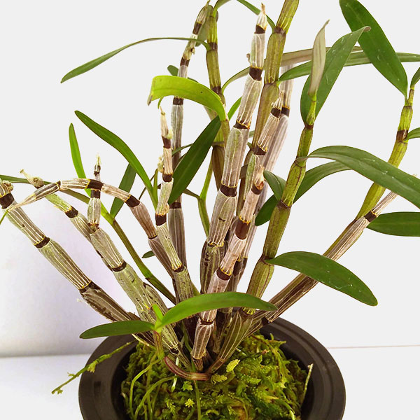 チョウセイラン(長生蘭):紫金城(しきんじょう)2.5号鉢植え