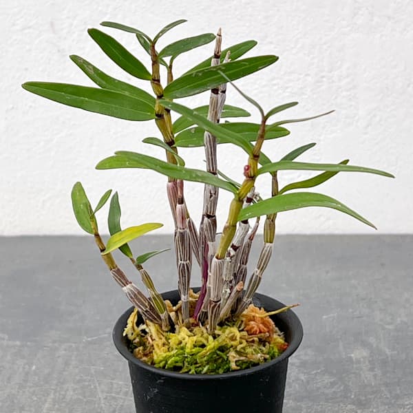 チョウセイラン(長生蘭):紫金城(しきんじょう)2.5号鉢植え