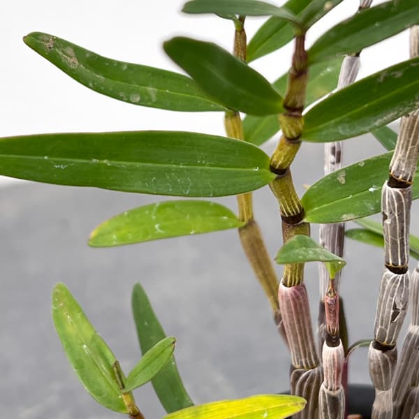 チョウセイラン(長生蘭):紫金城(しきんじょう)2.5号鉢植え