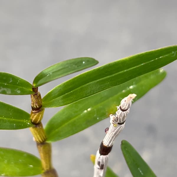 チョウセイラン(長生蘭):紫金城(しきんじょう)2.5号鉢植え