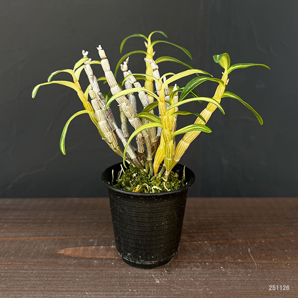 チョウセイラン(長生蘭):紅小町(べにこまち)2.5号ポット