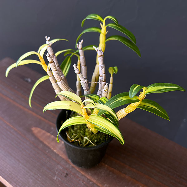 チョウセイラン(長生蘭):紅小町(べにこまち)2.5号ポット