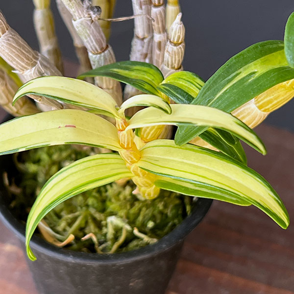 チョウセイラン(長生蘭):紅小町(べにこまち)2.5号ポット