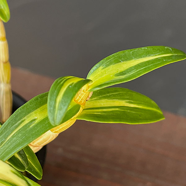 チョウセイラン(長生蘭):紅小町(べにこまち)2.5号ポット