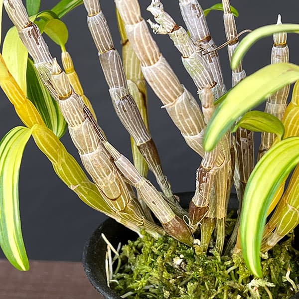 チョウセイラン(長生蘭):紅小町(べにこまち)2.5号ポット