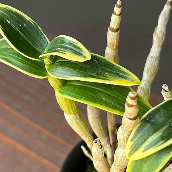 チョウセイラン（長生蘭）：銀雪　2.5号ポット