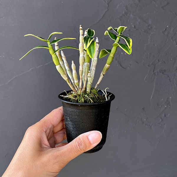 チョウセイラン（長生蘭）：銀雪　2.5号ポット
