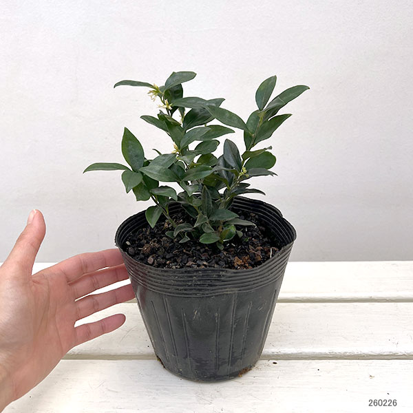 サルココッカ(普通種)5号ポット