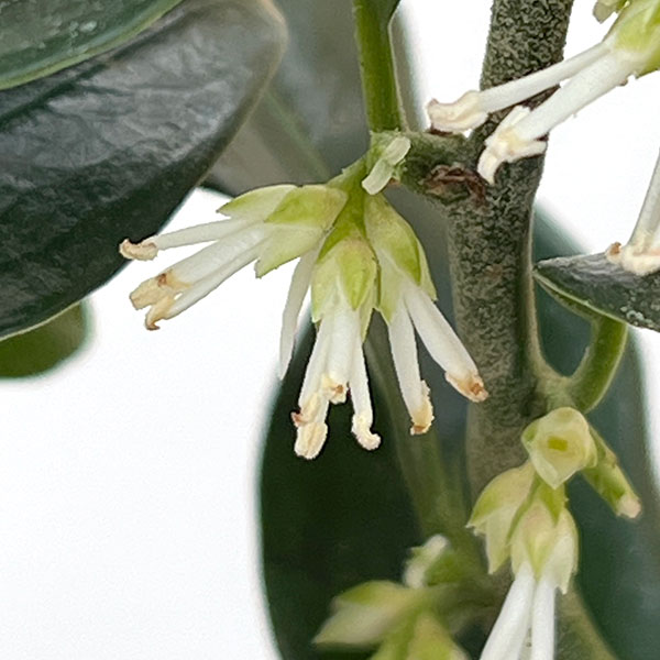 サルココッカ(普通種)5号ポット