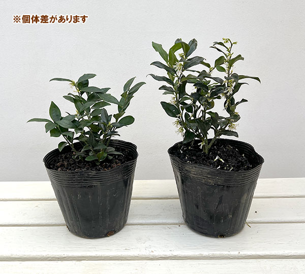 サルココッカ(普通種)5号ポット