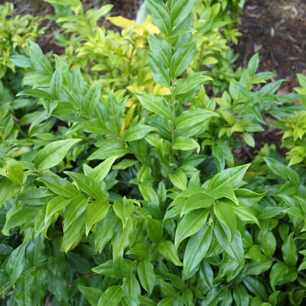 サルココッカ(普通種)5号ポット