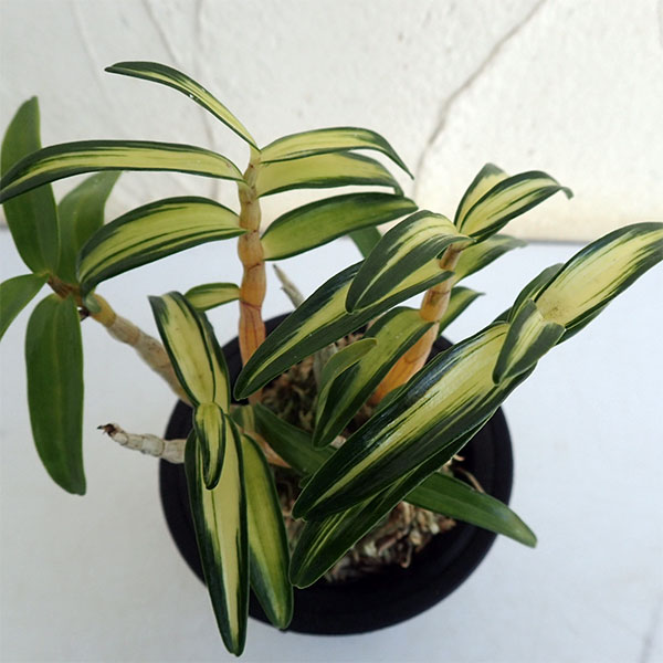 チョウセイラン（長生蘭）：鶴姫（つるひめ）2.5号鉢植え