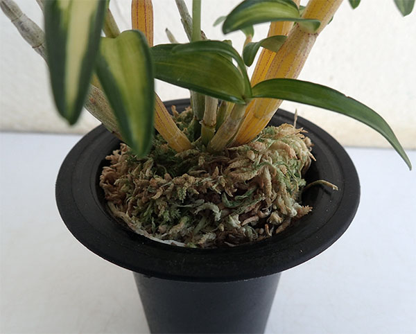 チョウセイラン（長生蘭）：鶴姫（つるひめ）2.5号鉢植え