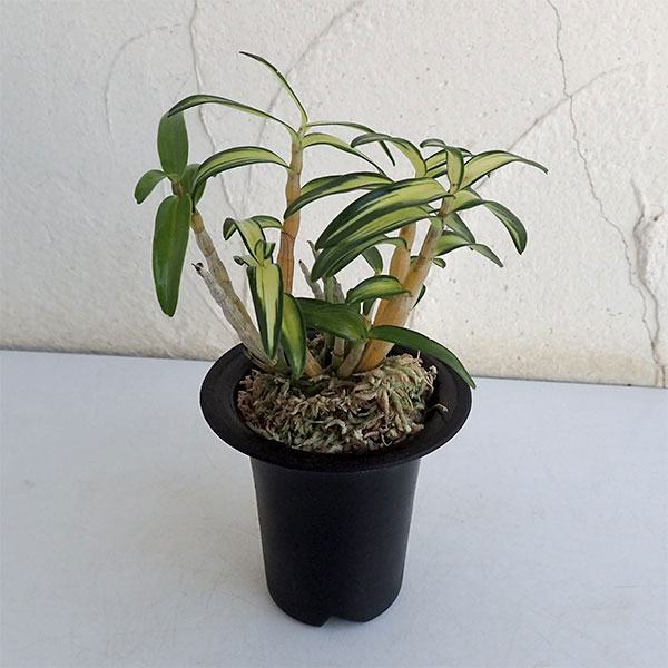 チョウセイラン（長生蘭）：鶴姫（つるひめ）2.5号鉢植え