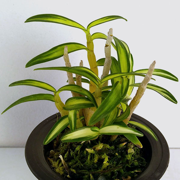 チョウセイラン（長生蘭）：鶴姫（つるひめ）2.5号鉢植え