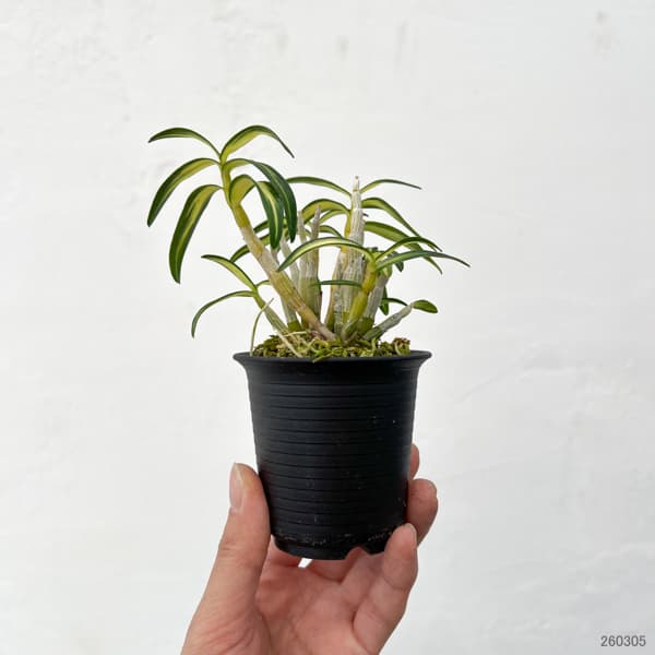 チョウセイラン（長生蘭）：鶴姫（つるひめ）2.5号鉢植え