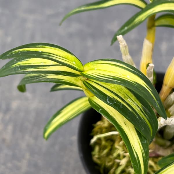 チョウセイラン（長生蘭）：鶴姫（つるひめ）2.5号鉢植え