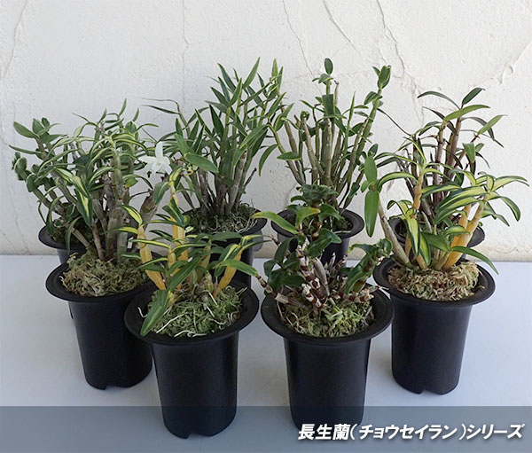 チョウセイラン（長生蘭）：鶴姫（つるひめ）2.5号鉢植え