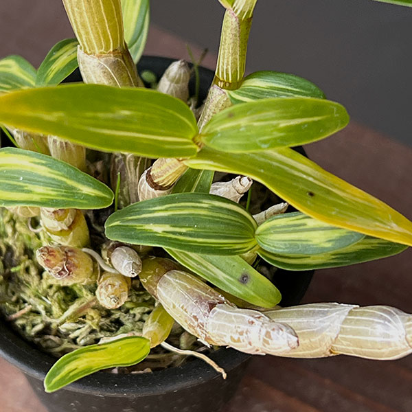 チョウセイラン(長生蘭):太閤(たいこう)2.5号ポット